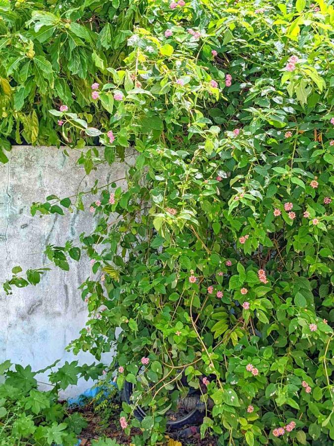Dhoadhi Retreat Ξενοδοχείο Thulusdhoo Εξωτερικό φωτογραφία